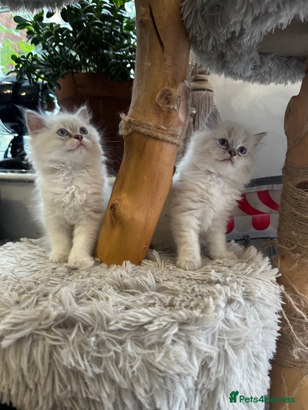 Ragdoll cats for sale: Beautiful Purebred Ragdoll Kittens  - Image 10