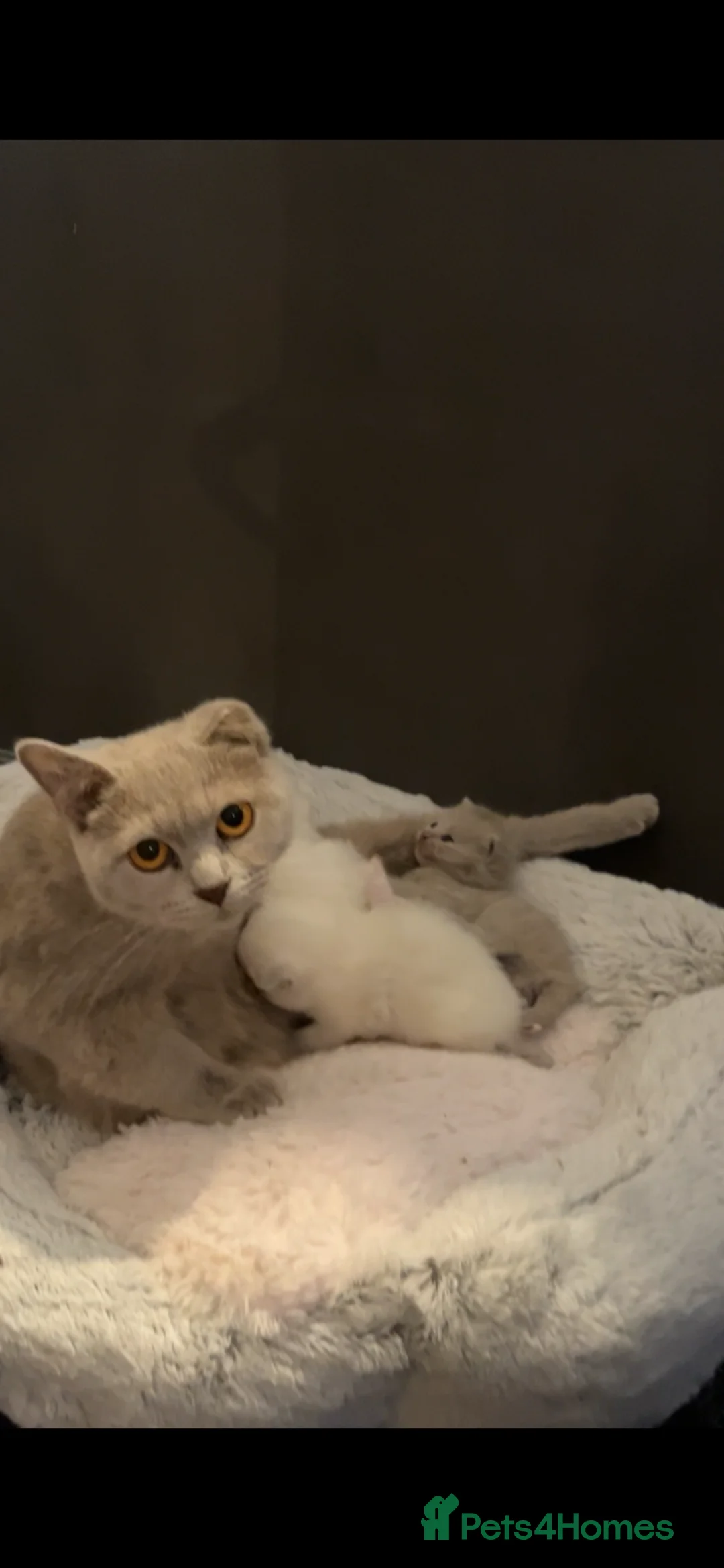 British Shorthair cats for sale: White and Grey British Shorthairs in Leicester - Advert 9