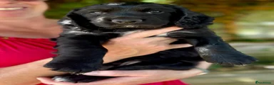 Sprocker 2