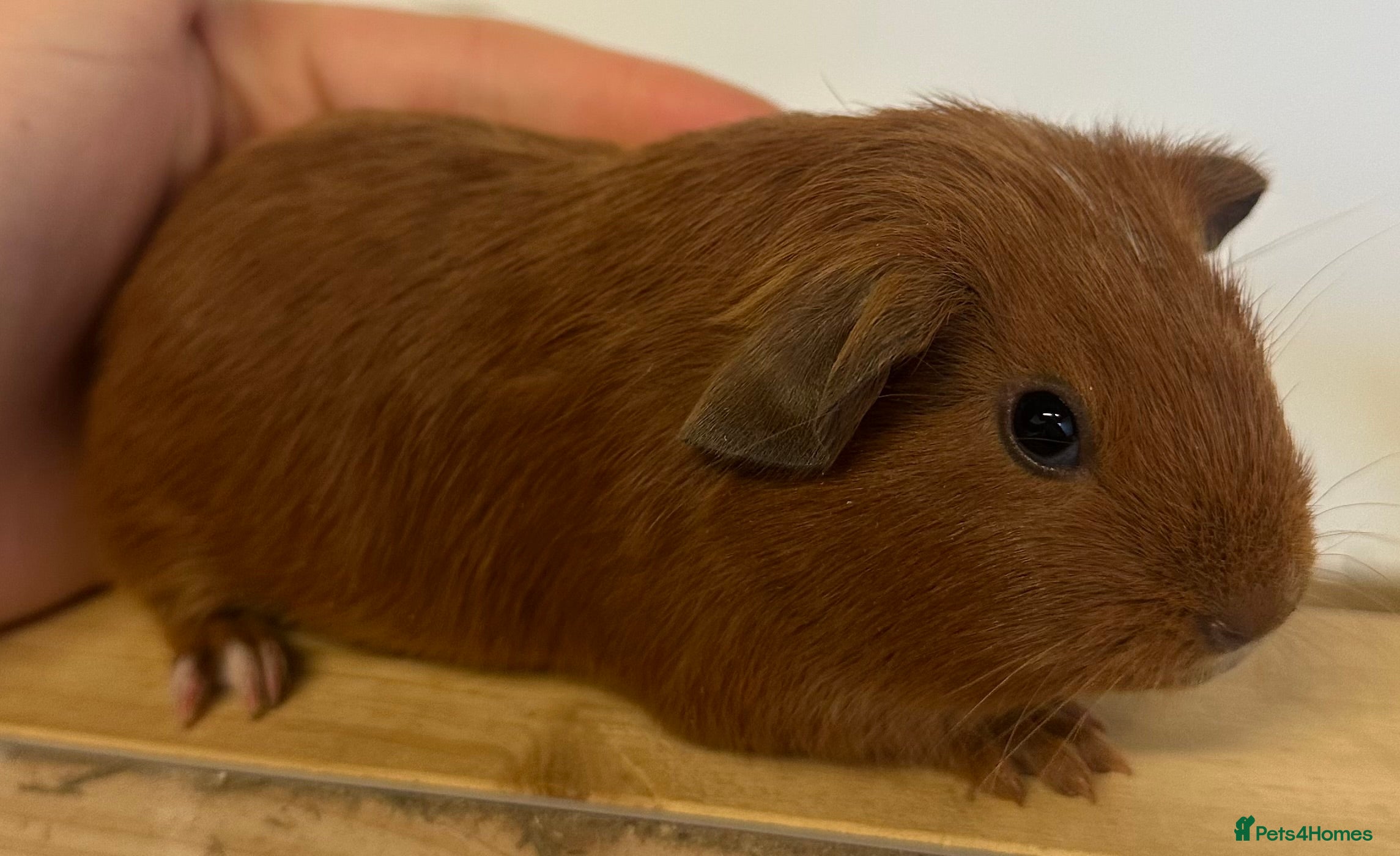 Guinea Pig rodents Baby boars, sows and a adult boar available  - Advert 1