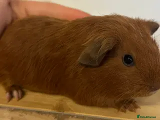 Guinea Pig rodents Baby boars available - Advert 8