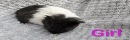 Guinea Pig rodents for sale: Beautiful Baby Guinea Pigs  - Advert 11