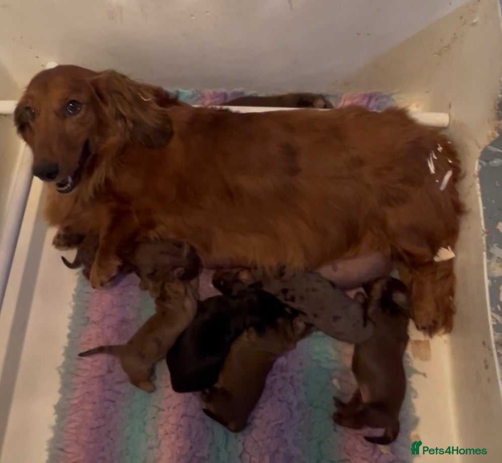 Dachshund dogs STANDARD KC REG LONGHAIRED DACHSHUNDS  - Advert 1