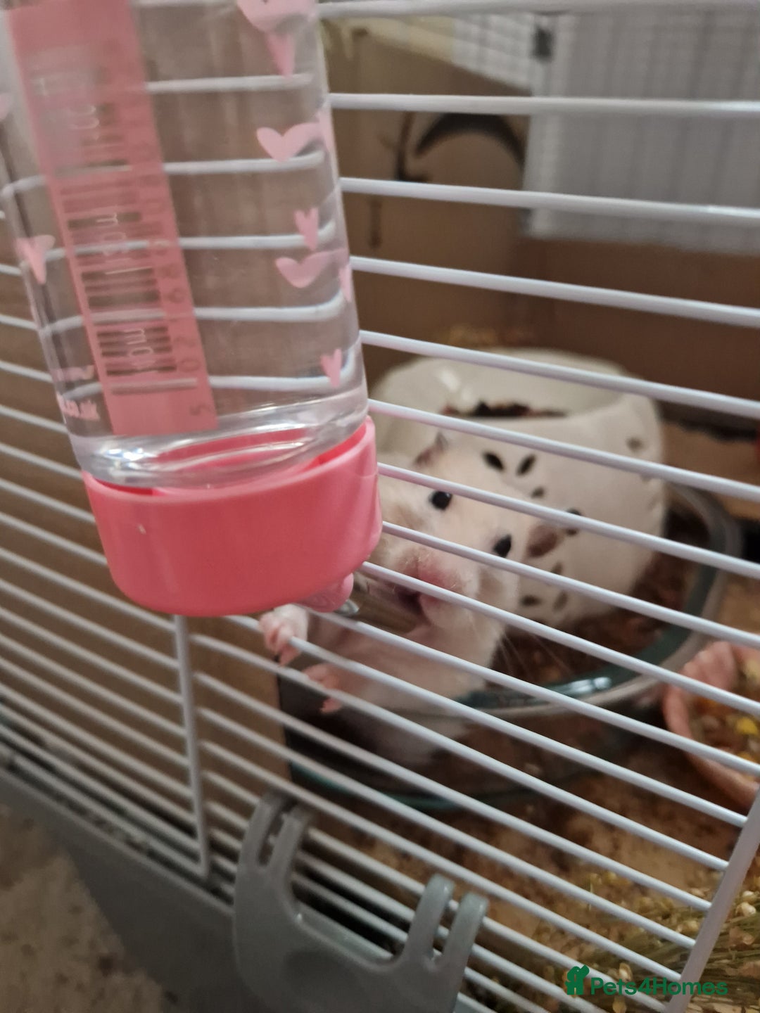 Hamster rodents for sale: The peach female is having babies soon!  - Advert 9