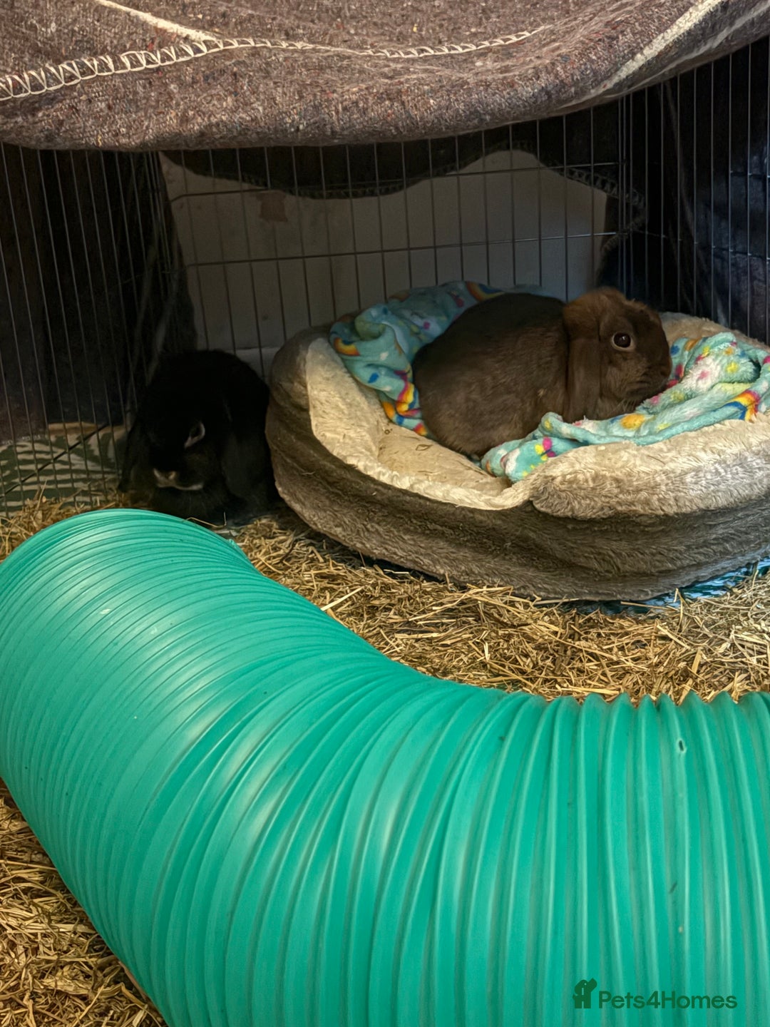 Mini Lop rabbits for sale: 2 female rabbits  - Advert 2