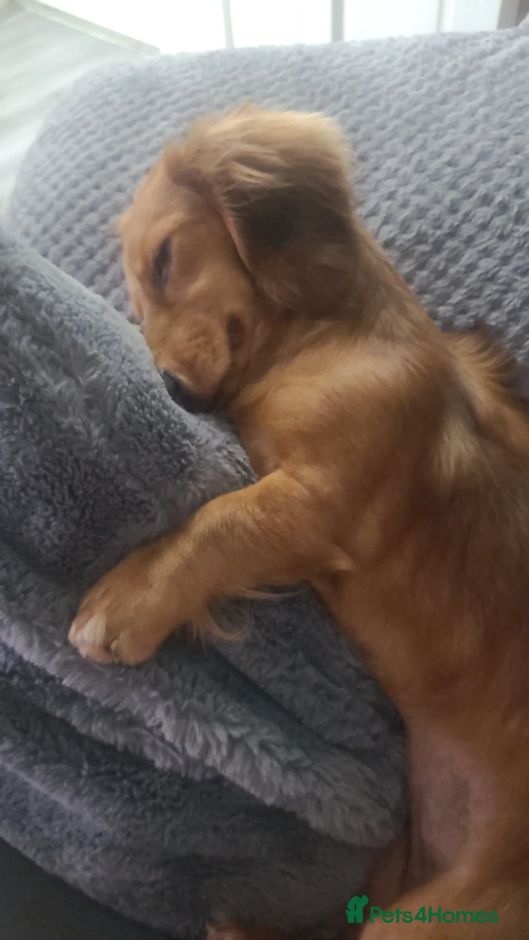 Dachshund dogs for sale: Female dachshund 3 years  - Advert 2