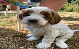 Cavapoo dogs for sale: 8 week old Cavapoo girl - Image 2