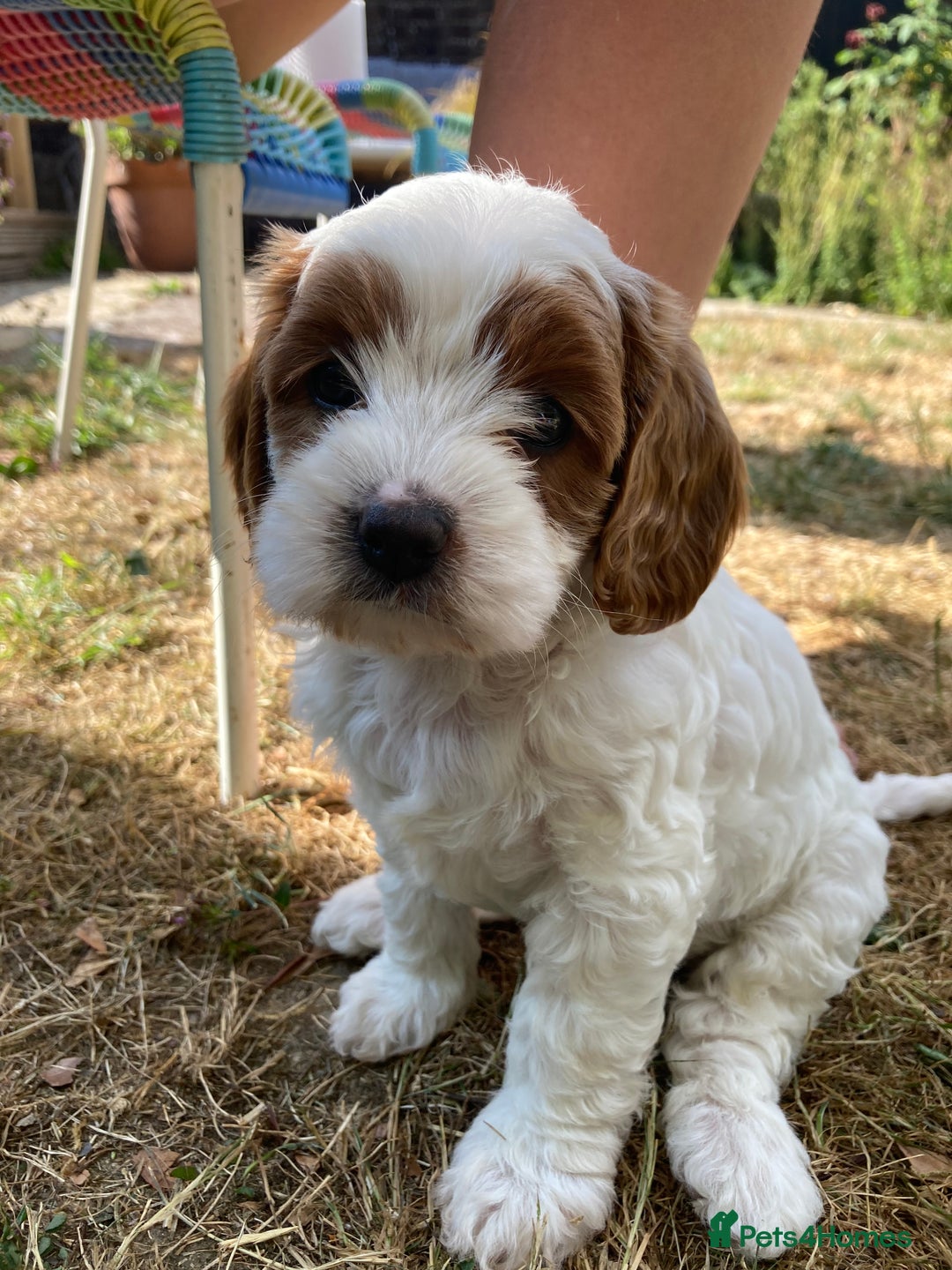 Cavapoo dogs for sale: 8 week old Cavapoo girl - Image 2