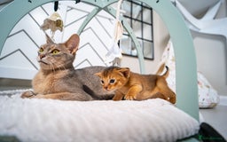 Abyssinian cats for sale: Champion Line Abyssinians- Rare Beauty- TICA reg. - Image 26