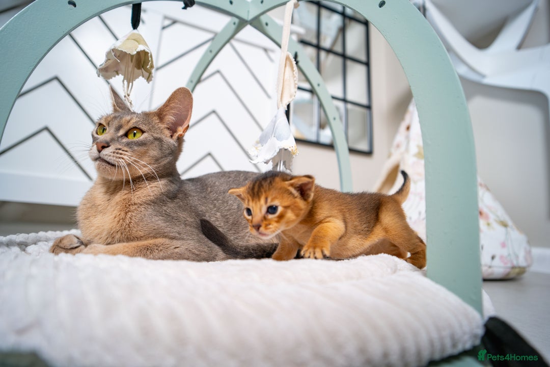 Abyssinian cats for sale: Champion Line Abyssinians- Rare Beauty- TICA reg. - Image 26