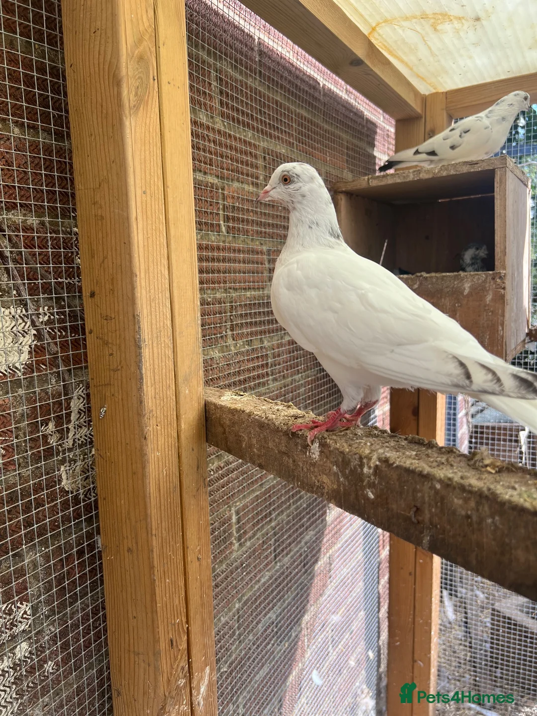 Pigeons birds for sale: Fancy pigeons - Rollers, high flyers and racers - Advert 2