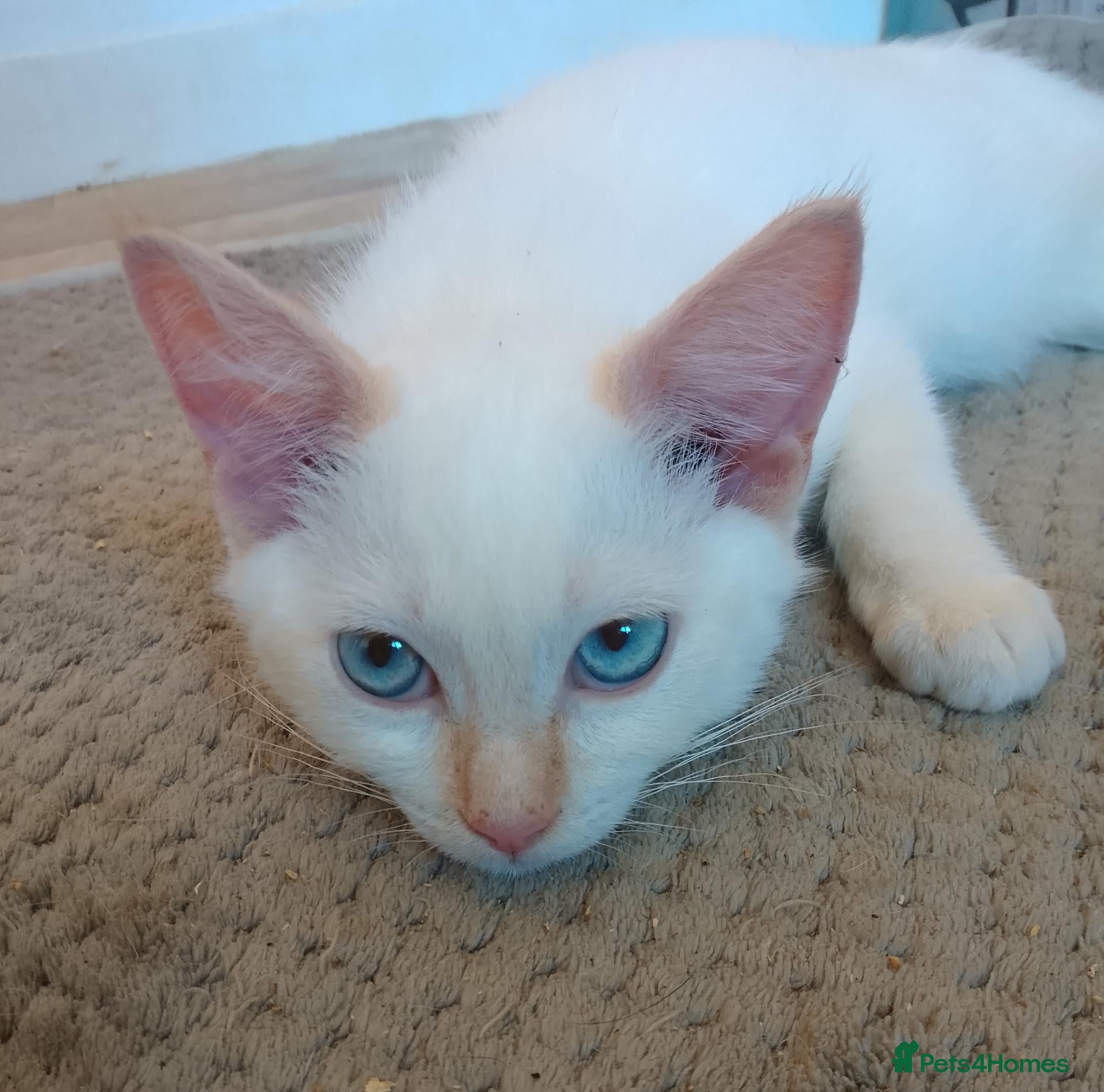 Mixed Breed cats Beautiful 3/4 Ragdoll Kittens  - Advert 1