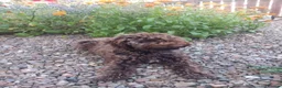 Lagotto Romagnolo dogs for sale: Lagotto Romagnolo Puppy in Forres - Advert 1