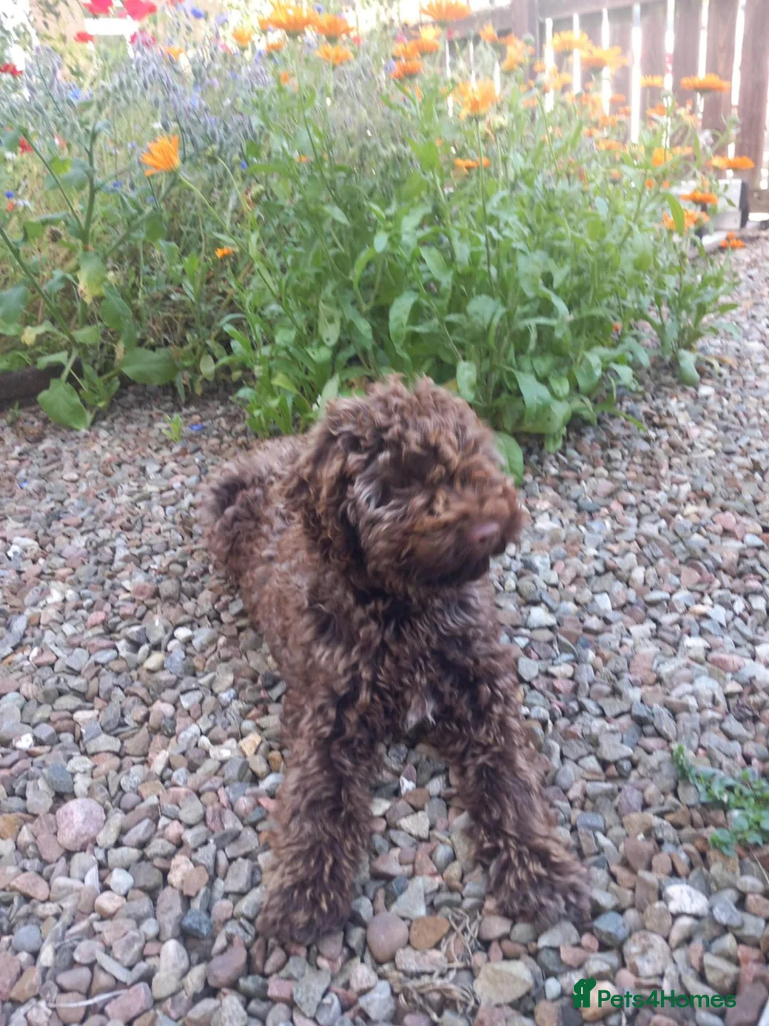 Lagotto Romagnolo dogs for sale: Lagotto Romagnolo Puppy in Forres - Advert 1