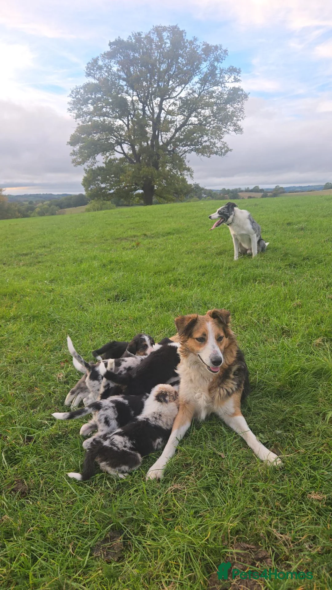 Border Collie dogs for sale: 8 Absolutely stunning Puppies Looking for new home in Montgomery - Advert 1