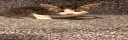 American Shorthair cats for sale: 4 male american shorthairs in Farnborough - Advert 9