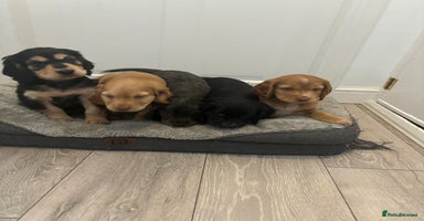 Cocker Spaniel dogs - Advert 11