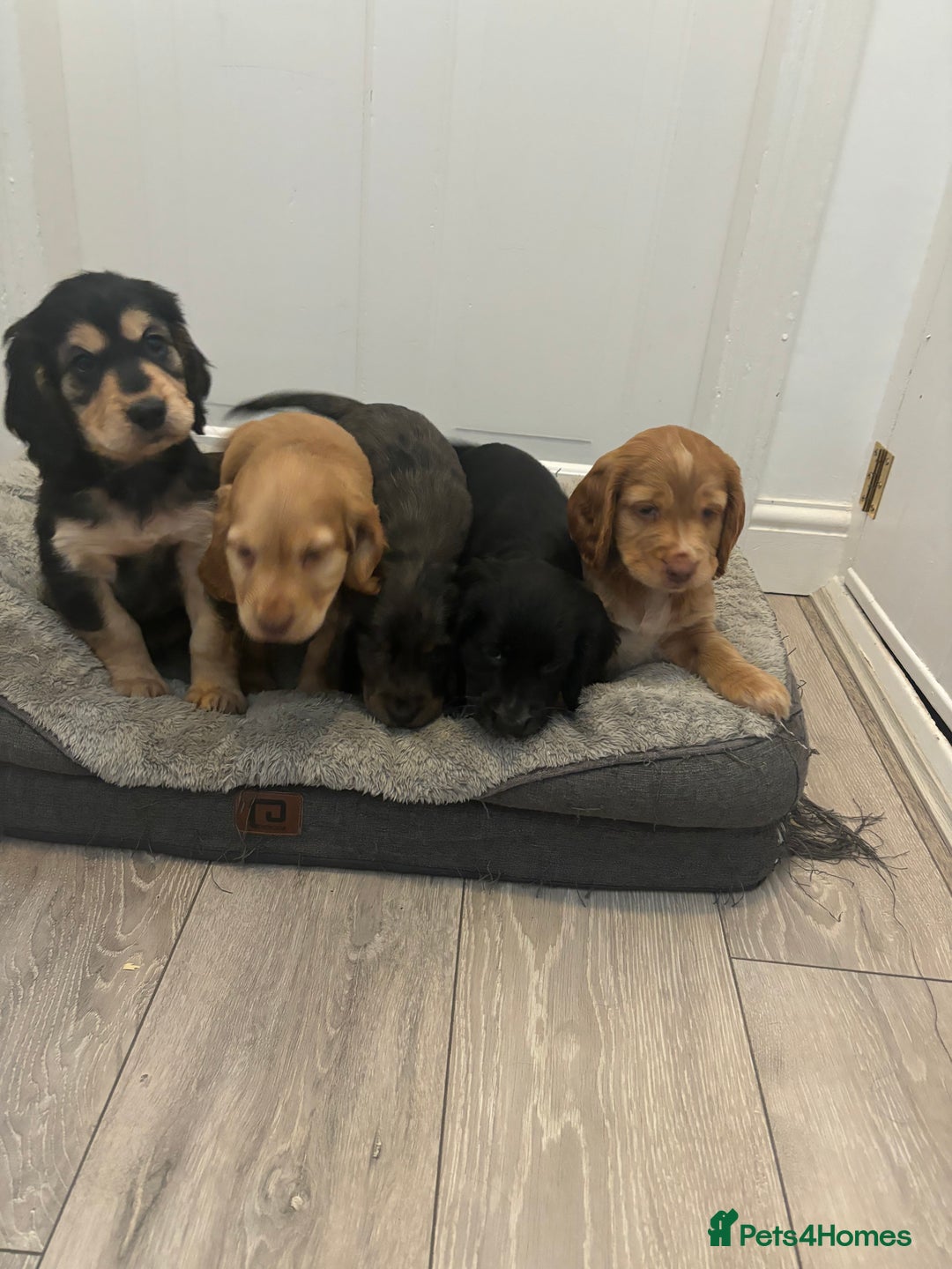 Cocker Spaniel dogs for sale: Chunky playful full Pedigree show type kc parents - Image 3