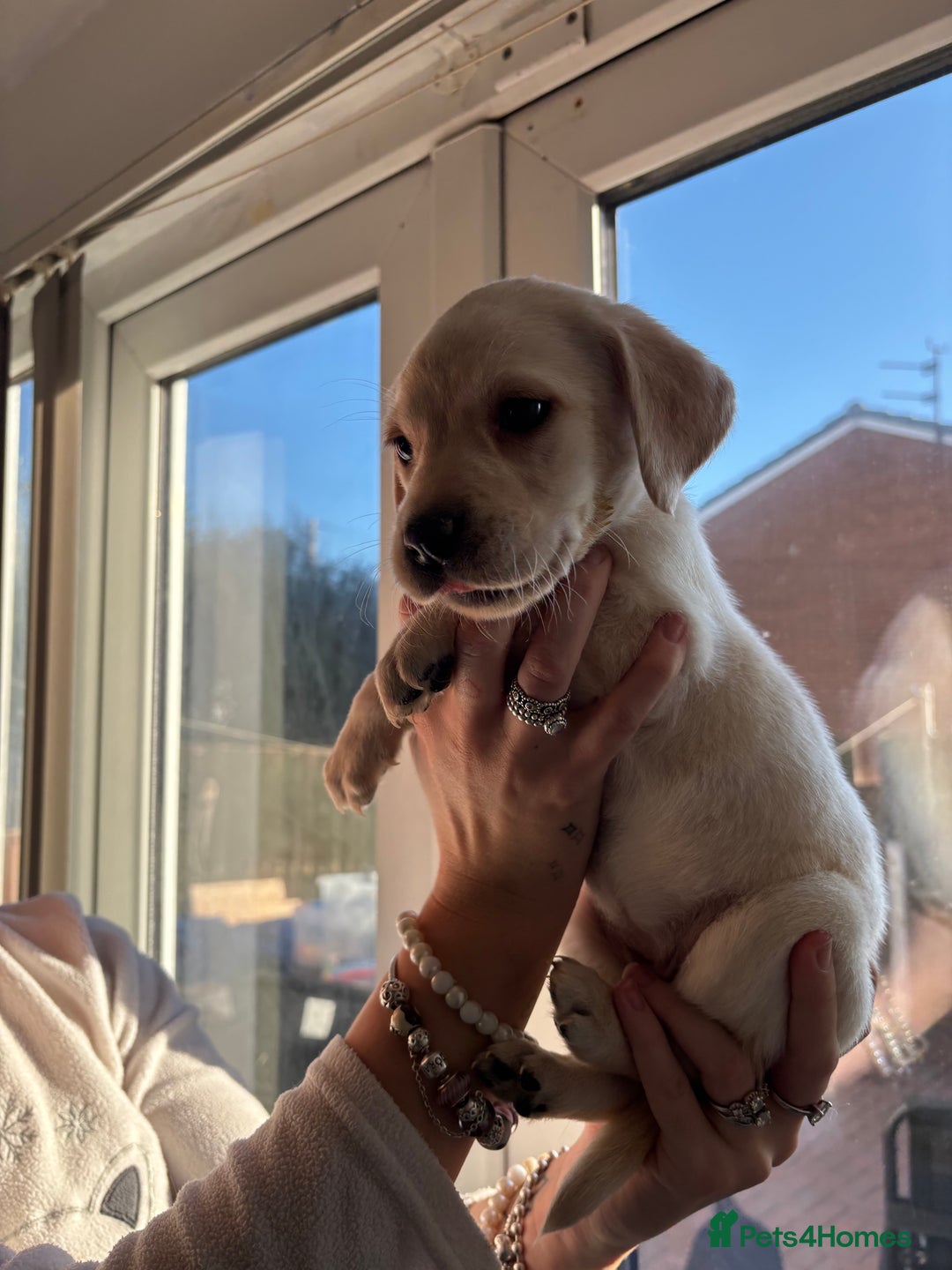 Labrador Retriever dogs for sale: Adorable Labradors ready for there forever  home  - Image 5
