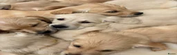 Golden Retriever dogs for sale: Golden Retriever Puppies for Sale / READY NOW!!!! - Advert 5