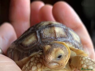 Tortoise reptiles Sulcata tortoise hatchlings - Advert 19