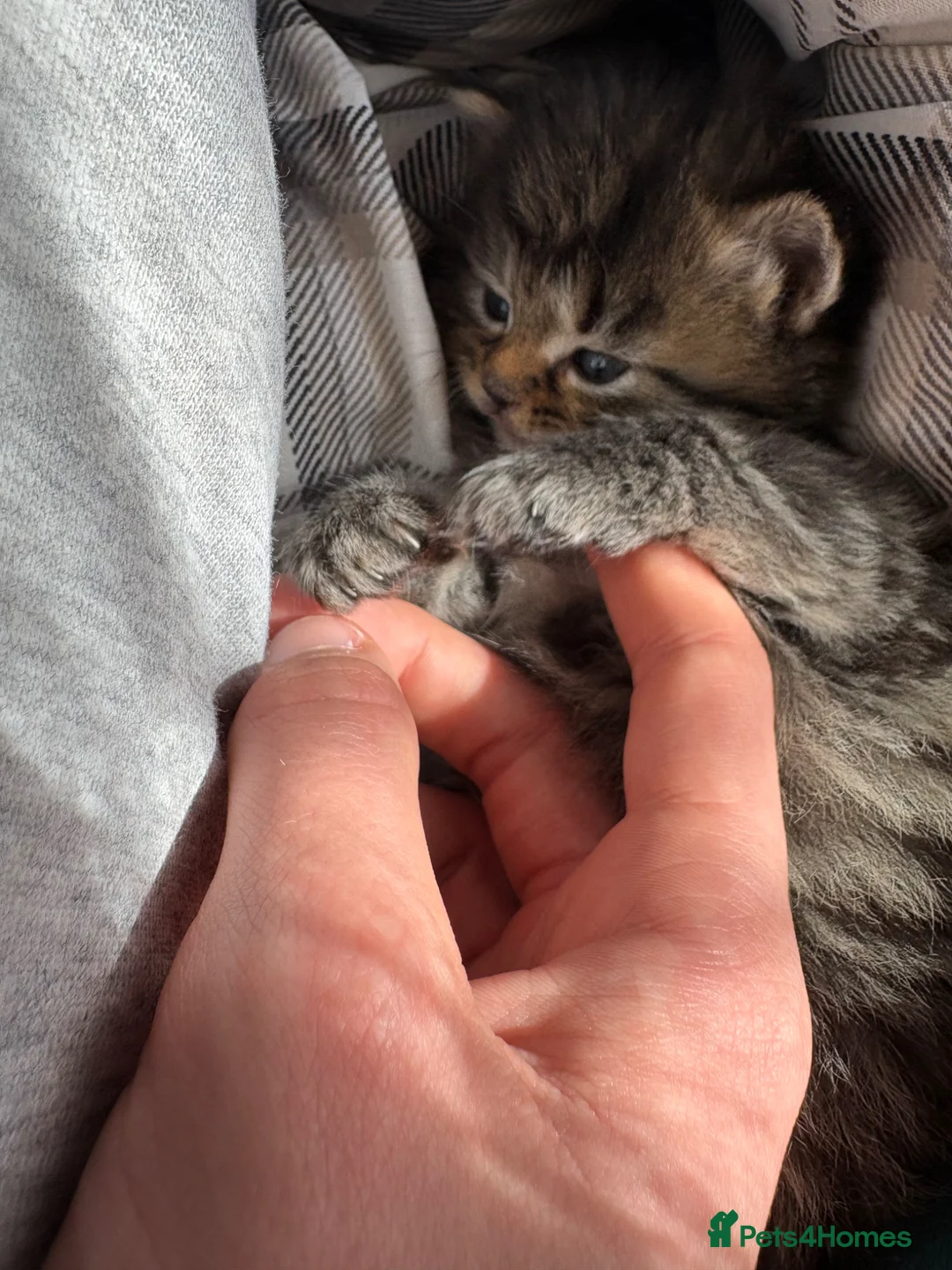 British Shorthair cats for sale: 8 cuddly kittens!  - Advert 13