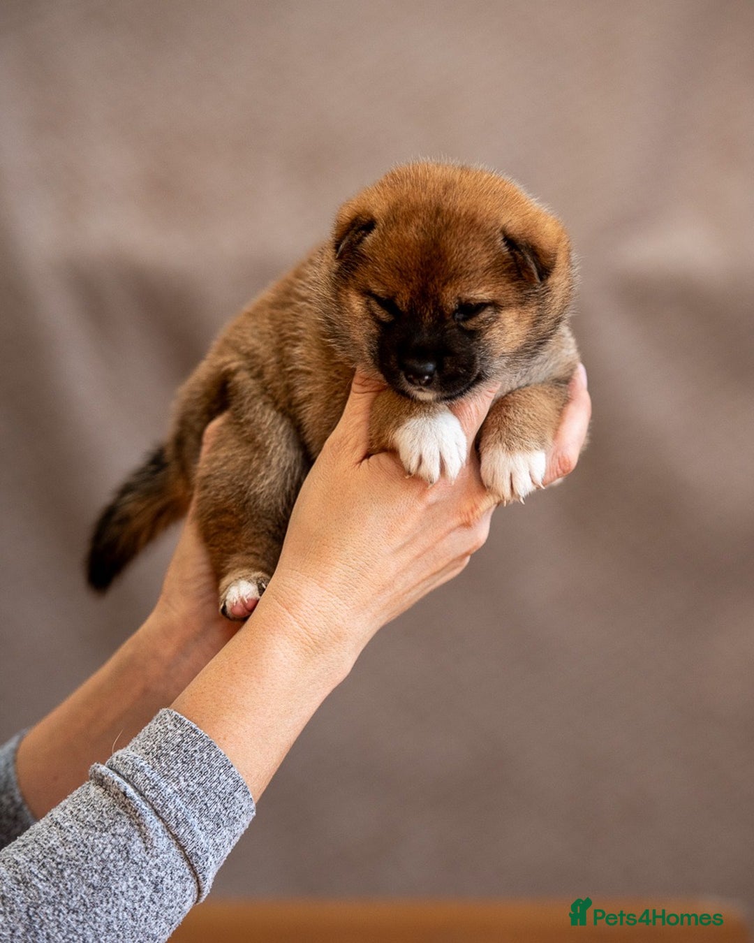 Japanese Shiba Inu dogs for sale: Shiba Inu Puppies – Top European Bloodlines UK KC - Advert 8