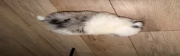 Pomeranian dogs for sale: Pomeranian puppies - Advert 11