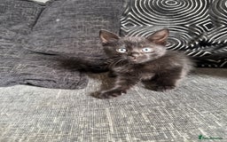 Mixed Breed cats for sale: 7 mix breed healthy kittens  in Sheffield - Image 7