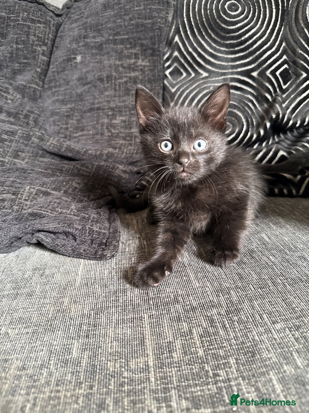 Mixed Breed cats for sale: 7 mix breed healthy kittens  in Sheffield - Image 7
