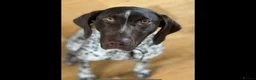 German Shorthaired Pointer dogs for sale: Premium GSP Puppies from Award-Winning Bloodlines - Advert 17
