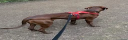 Pointer dogs for adoption: Hector in Rowlands Gill - Advert 6