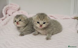 British Shorthair cats for sale: Solid Blue & Blue Golden Spotted Tabby Kittens - Image 12