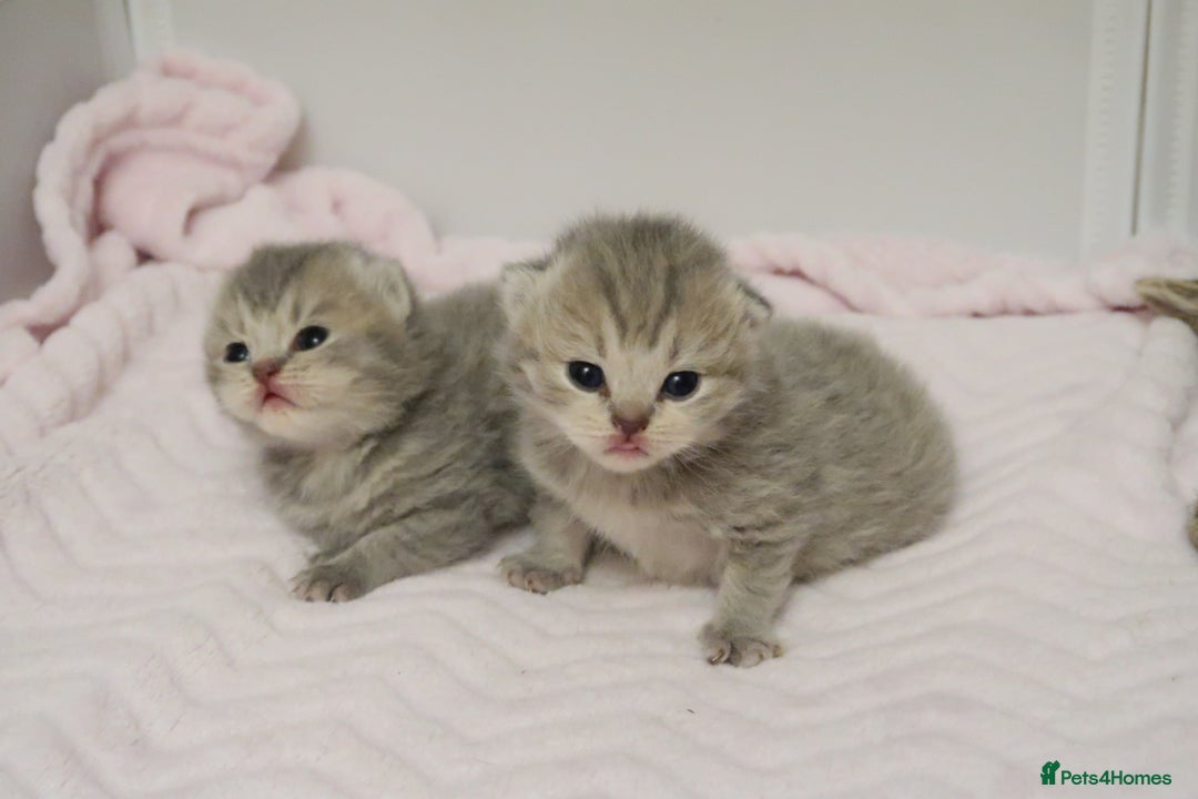 British Shorthair cats for sale: Solid Blue & Blue Golden Spotted Tabby Kittens - Image 12