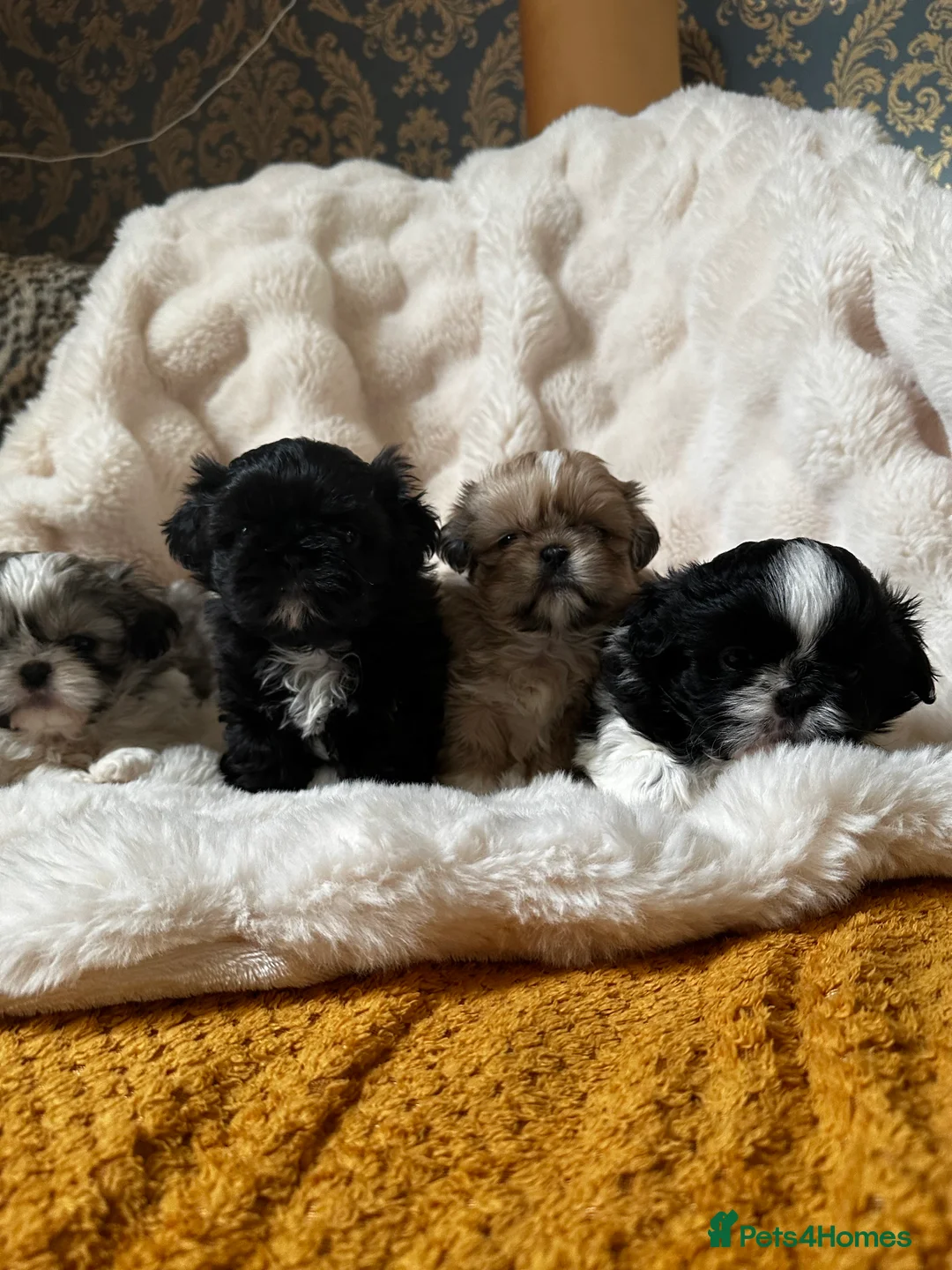 Shih Tzu dogs for sale: Shih Tzu Puppys miniature  in Southport - Advert 1