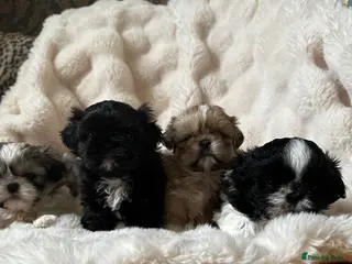 Shih Tzu dogs Shih Tzu Puppys miniature - Advert 11
