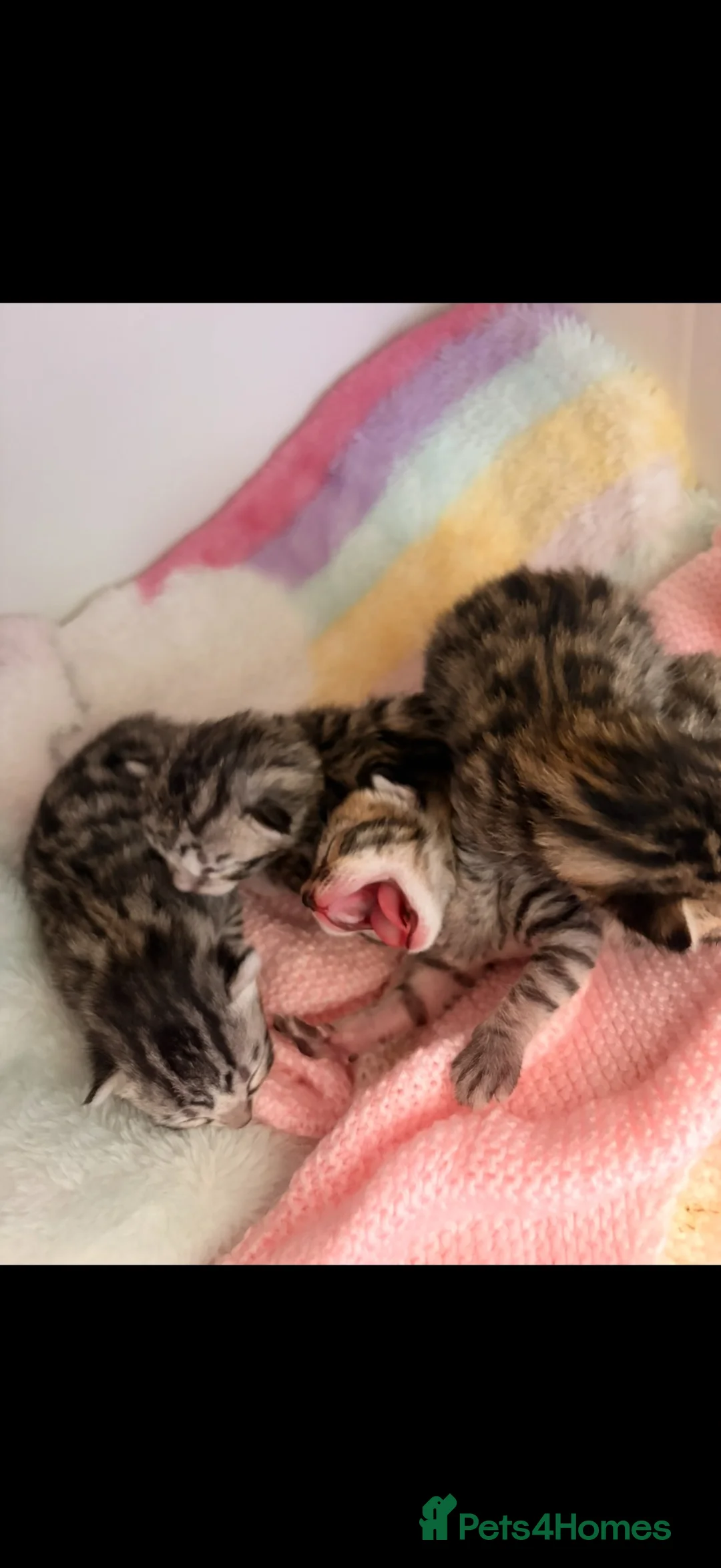 Bengal cats for sale: Bengal kittens - Advert 2