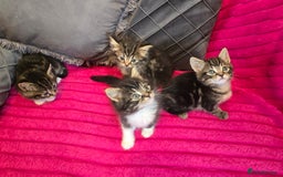 Siberian cats for sale: Adorable kittens Siberian mixt Maine Coon  - Image 2
