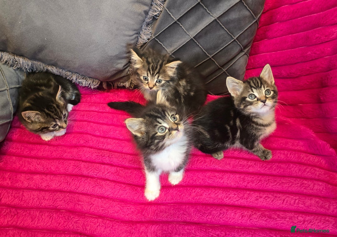 Siberian cats for sale: Adorable kittens Siberian mixt Maine Coon  - Image 2