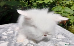 Lionhead rabbits for sale: Stunning DM Lionhead baby rabbits  - Image 9