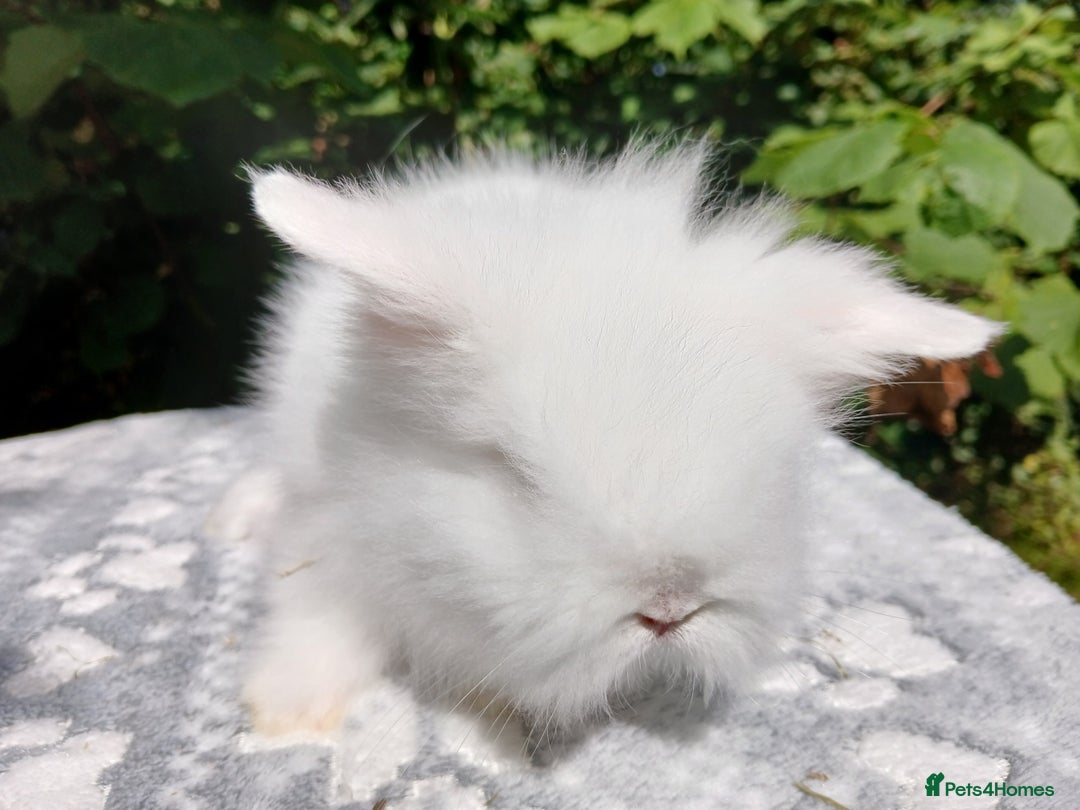 Lionhead rabbits for sale: Stunning DM Lionhead baby rabbits  - Image 9