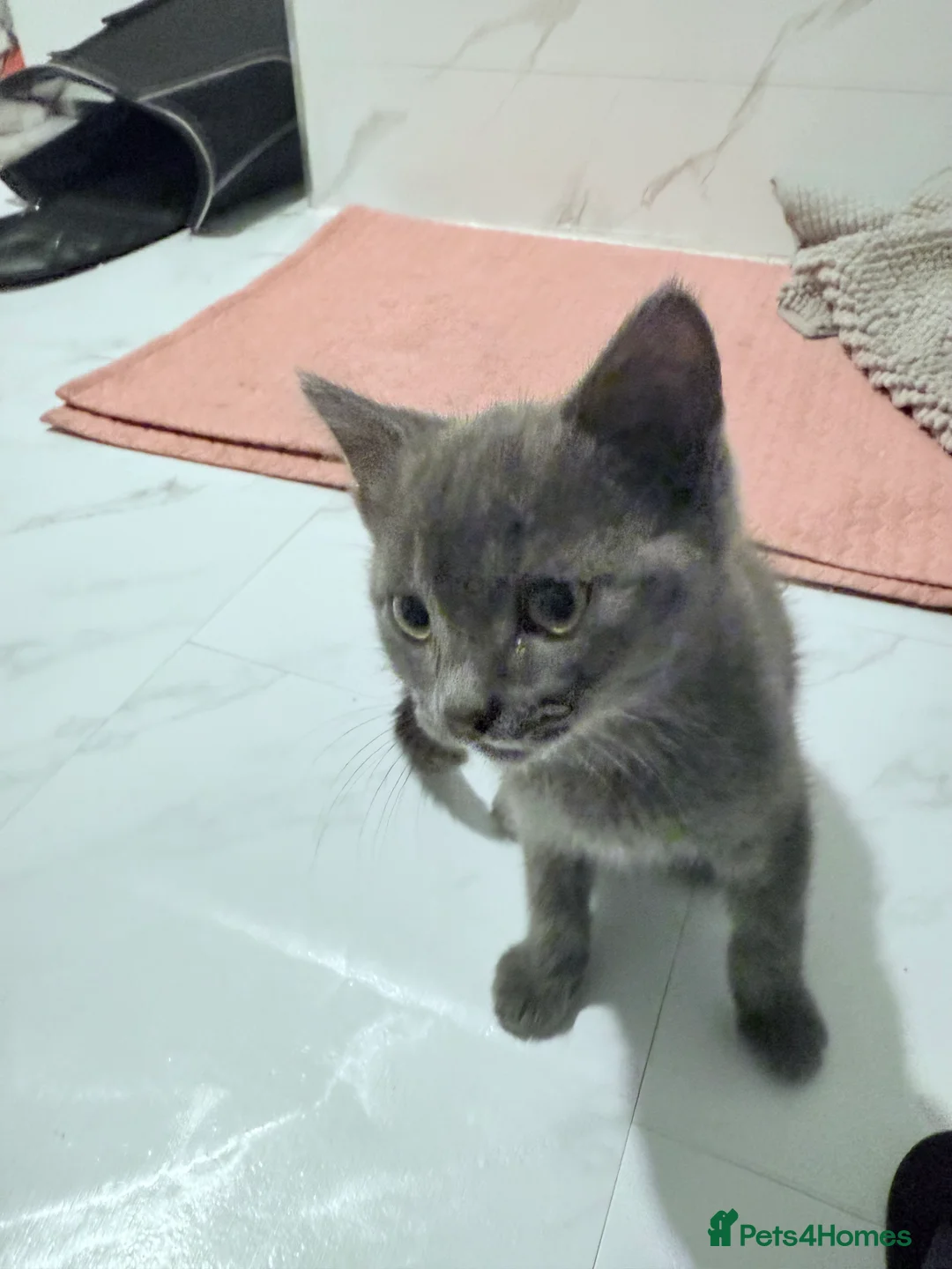 British Shorthair cats for sale: 3 cute and friendly kittens. 1 grey, 2 tabby - Advert 1