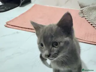 British Shorthair cats 3 cute and friendly kittens - Advert 1