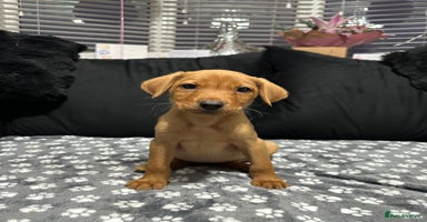 Labrador Retriever dogs - Advert 9