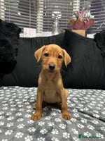 Labrador Retriever dogs - Advert 9