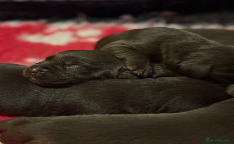 Labrador Retriever dogs - Advert 2