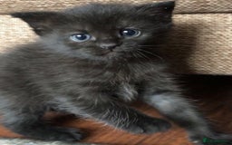 Mixed Breed cats for sale: Kittens  - Image 4