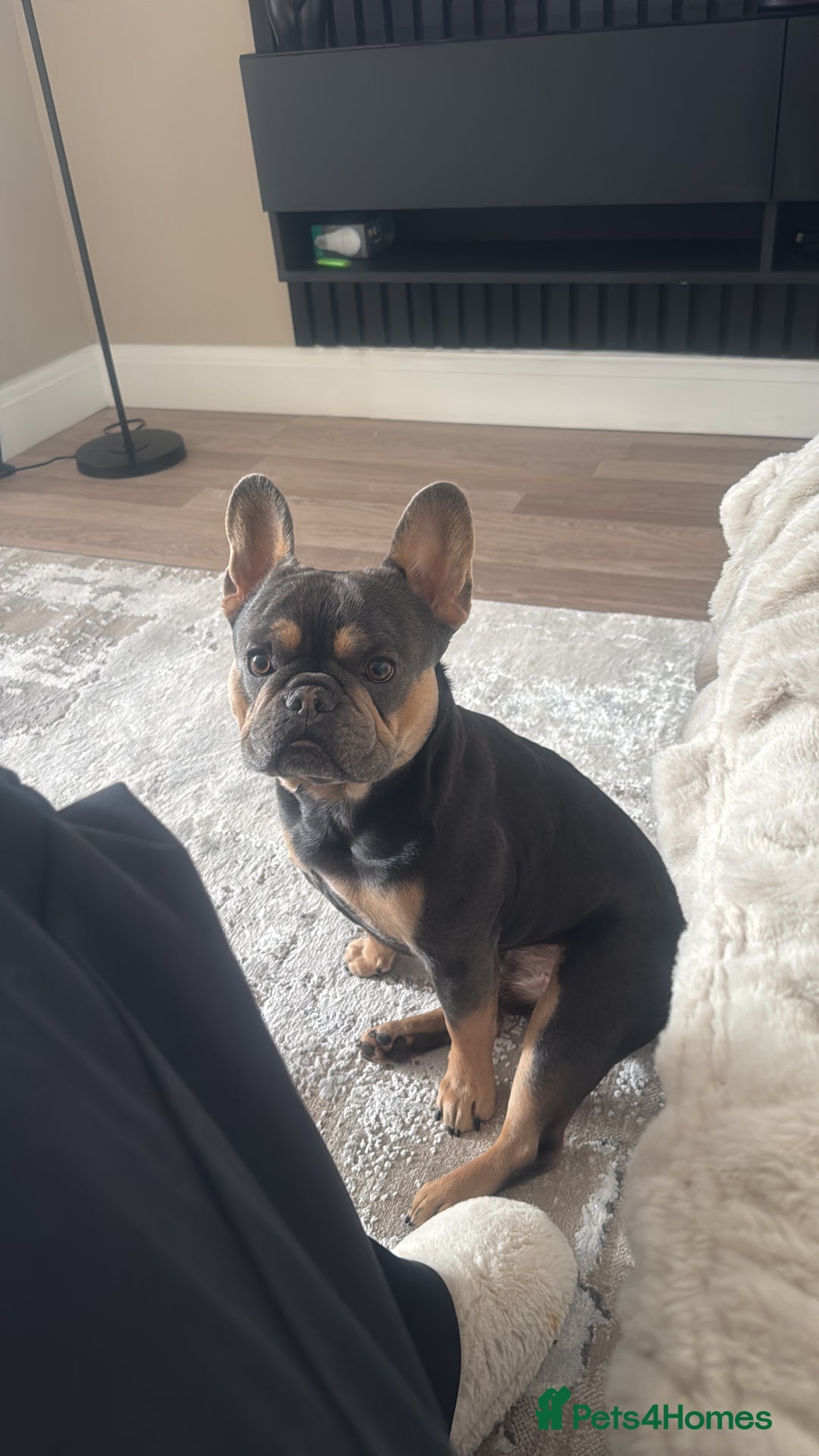 French Bulldog dogs for stud: Bleu Law - Advert 2