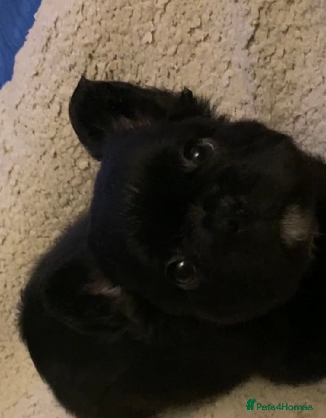 French Bulldog dogs for sale: French bulldogs puppy’s for sale - Advert 4