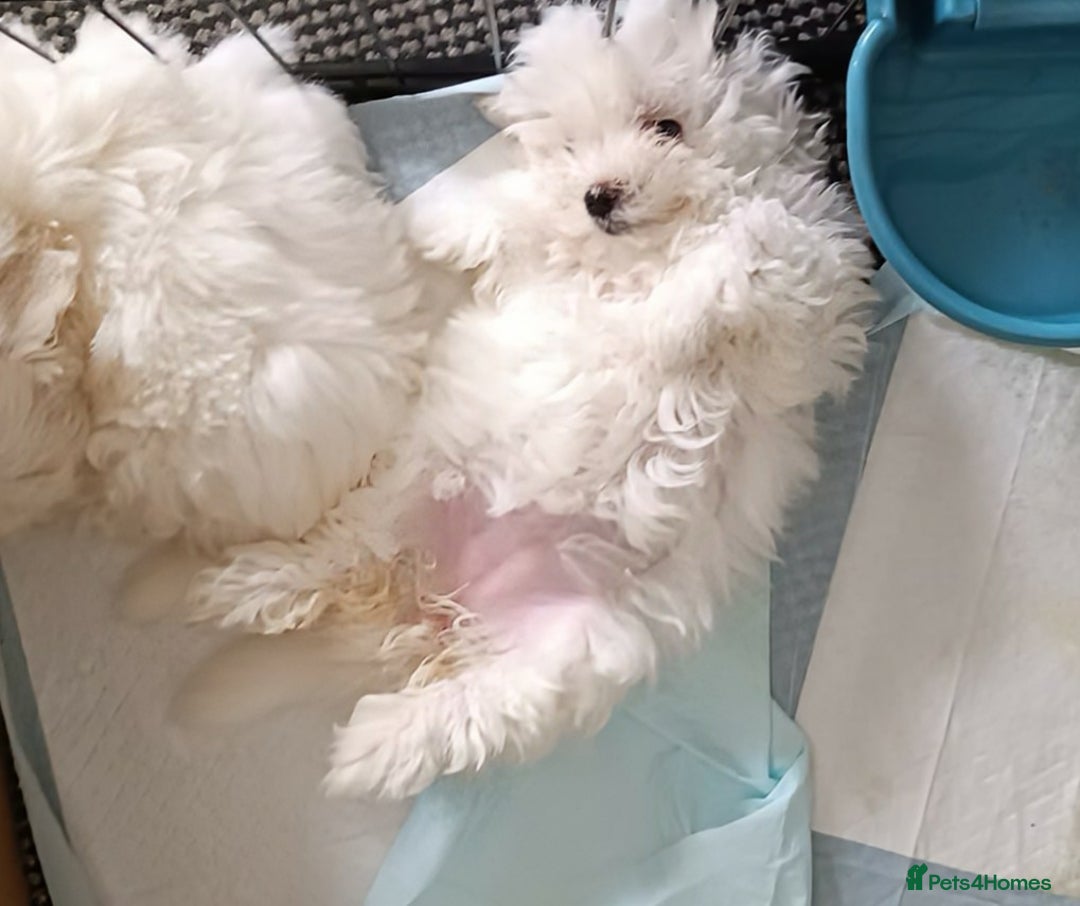 Maltese dogs for sale: Maltese Puppies – Hypoallergenic – Available 19/12 - Advert 2